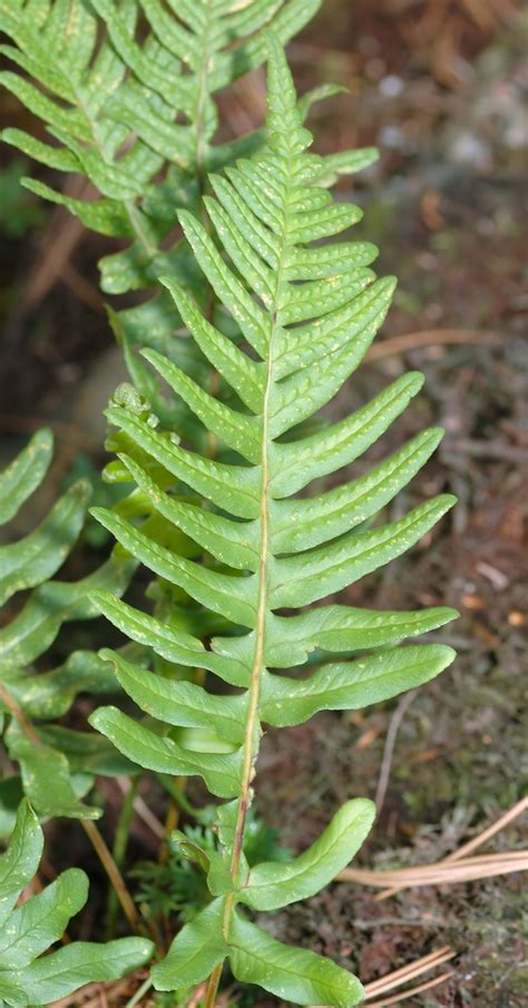 Polypodium vulgare (Common Polypody) | North Carolina Extension ...