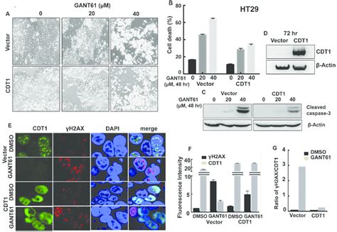 CDT1 Overexpression In HT29 Cells During Exposure To GANT61 Transient