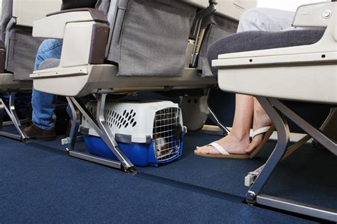 Latam Retoma Transporte De Pets Veja Novas Regras