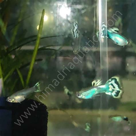 Japan Blue Mossaic Guppy Pair Buy Aquarium Plants And Aquarium Fishes