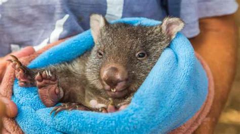 Baby Wombat 'Twerks' on Hiker's Pole in Tasmania Much to Everyone's ...