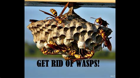 Get Rid Of Wasps And Keep Them Gone All Year Youtube