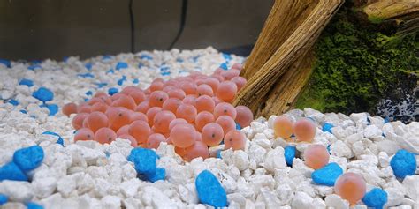 Got Salmon Eggs • The National Wildlife Federation Blog The National