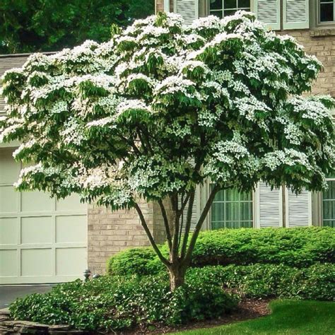 White Kousa Dogwood Tree | Stunning White Blooms — PlantingTree