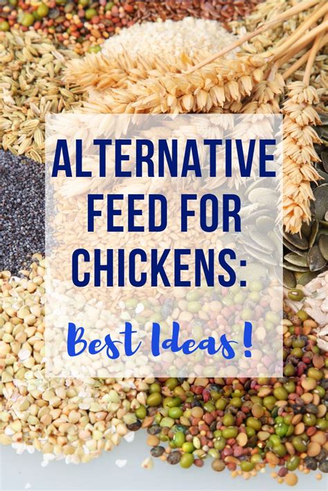 How To Add Protein To Chicken Feed Lists Of Protein Sources In Poultry