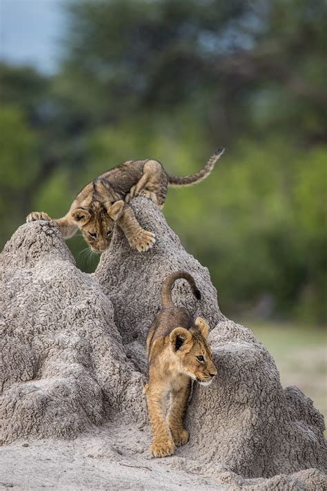 Comedy wildlife photo finalists are every bit as glorious as you'd expect | Mashable