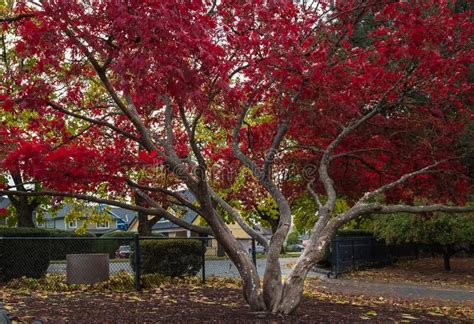 Japanese Maple Tree. Autumn Colored Trees Stock Photo - Image of ...