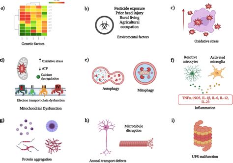 Etiology Of Parkinsons Disease The Etiology Of The Disease Is Download Scientific Diagram