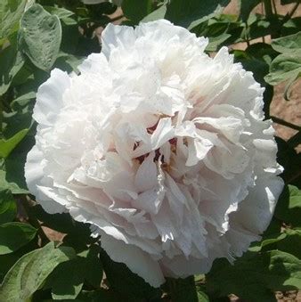 Fragrant Jade Tree Peony My Favorite Flowers And More