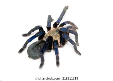 222 Cobalt blue tarantula Images, Stock Photos & Vectors | Shutterstock