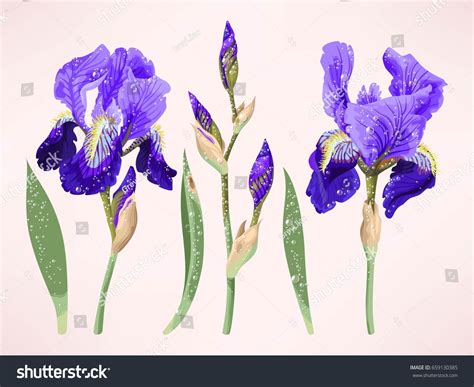 Iris Vector Set Stock Vector (Royalty Free) 659130385 | Shutterstock