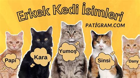 Erkek Kedi İsimleri Patigram