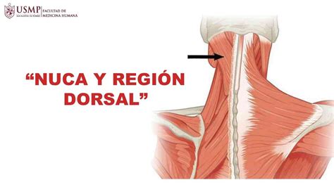 Nuca Y Región Dorsal Tiroxina Med Udocz