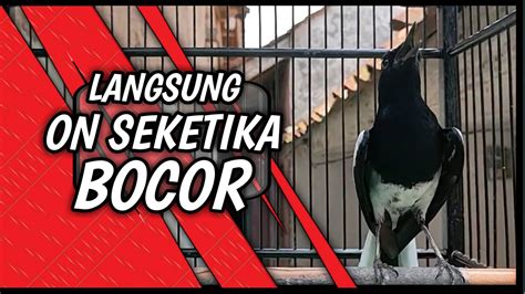 036 PANCINGAN KACER AGAR CEPAT EMOSI GACOR DAN MAU BUKA EKOR 99