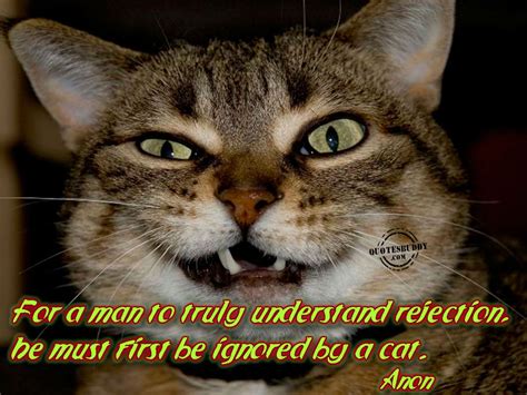 Cat Meme Quote Funny Humor Grumpy 111 Wallpapers Hd Desktop And Mobile Backgrounds