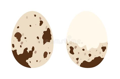 Boiled Peeled Quail Egg Flat Vector Illustration Stock Vector