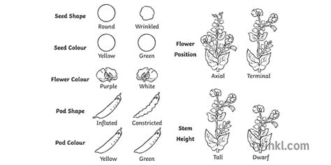 mendel pea traits diagram labeled plant variation science secondary bw rgb