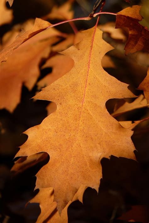 American Red Oak Leaves - Free photo on Pixabay