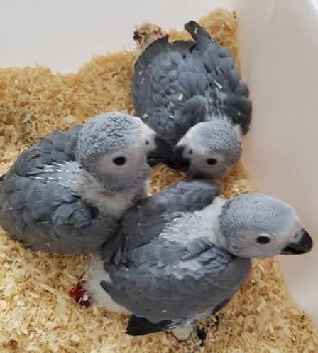 Buy Trained Baby Congo African Grey Parrot | CJ Parrots Farm