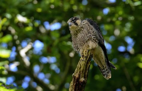 Juvenile Peregrine Explored Juvenile Peregrine Taken L Flickr