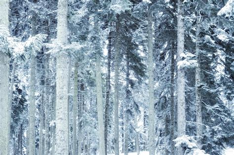 Premium Photo Full Frame Shot Of Frozen Trees