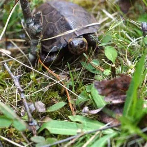 Turtle Species In Pennsylvania Id Pictures Pond Informer