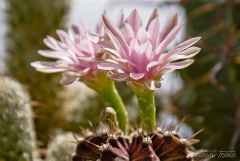 Gymnocalycium Mihanovichii Var Friedrichii Poznaj