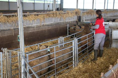 EN IMAGES En Maine Et Loire Ces Jeunes Souhaitent Devenir Les