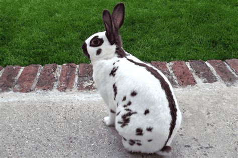 English Spot Rabbit Size Color Temperament Behavior