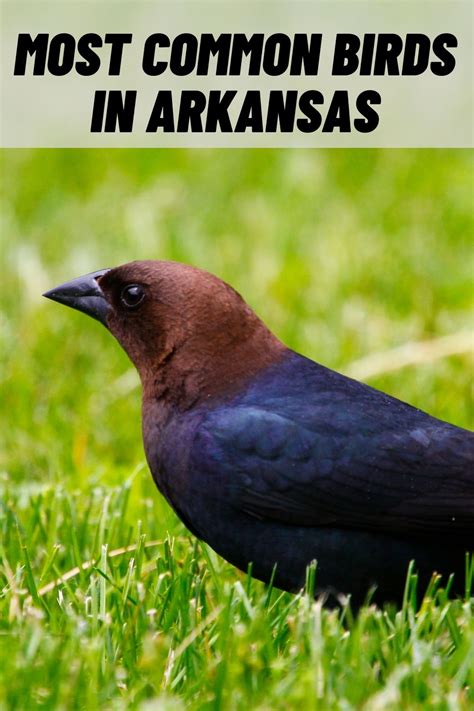 6 Common Birds in Arkansas (with Pictures)