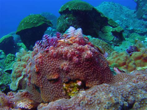 Travel — Great Lakes Divers