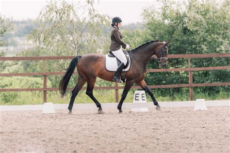 The Different Horse Riding Disciplines A Complete Guide Horse Learner