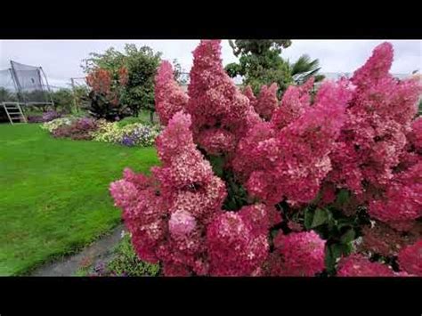 Метельчатая Гортензия. Фрайз Мельба. | Planting flowers, Trees and ...