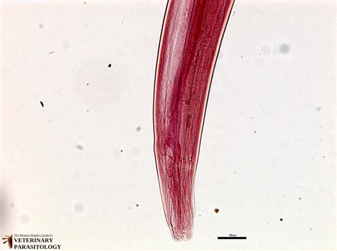 Ascaridia Sp Roundworms Monster Hunters Guide To Veterinary Parasitology