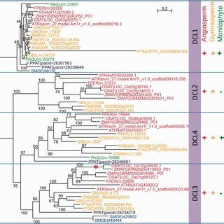 Phylogenetic Relationships Between DCL Sequences Showing Four