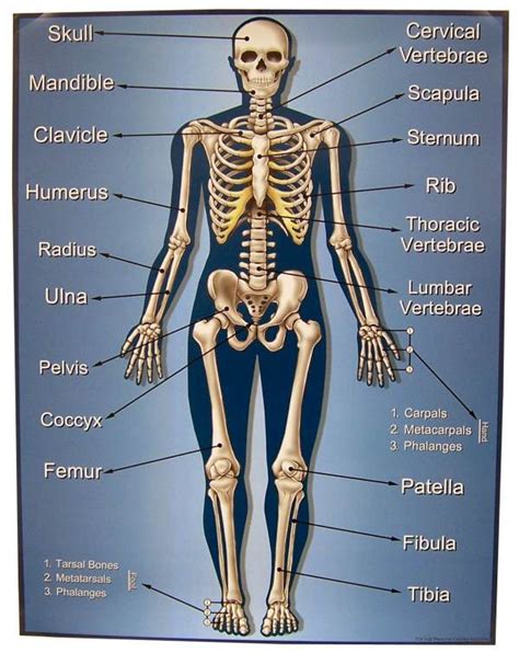 Human Bone Names Diagram