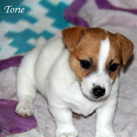 Shortie Jack Russell Puppies Of Awesome Qualities And Personalities