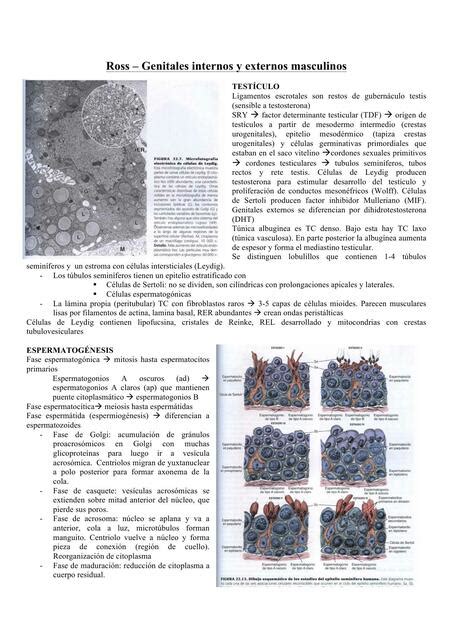 Resumen Cap Tulo Histolog A Texto Y Atlas Color Con Biolog A Ross M