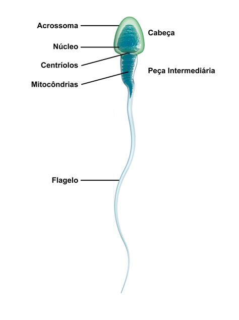 O Espermatozoide E O Espermograma Ipgo Centro De Medicina Reprodutiva