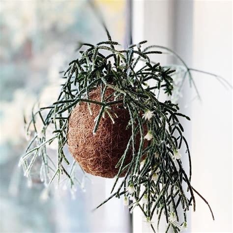 An Air Plant Hanging From The Side Of A Window