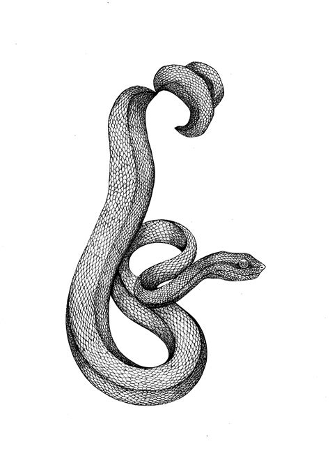 Chinese Viper Snake Illustration | Emily Carter | Snake illustration, Snake drawing, Snake art