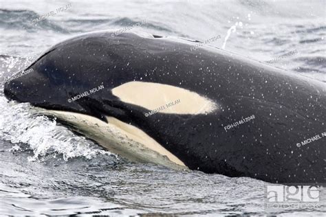 A gathering of several Orca Orcinus orca pods in Chatham Strait ...