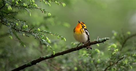 How to Attract Warblers (And What to Avoid)