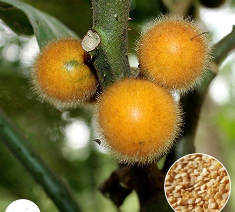 100 Solanum ferox Seeds Solanum Solanum stramonifolium Jacq Seeds ...