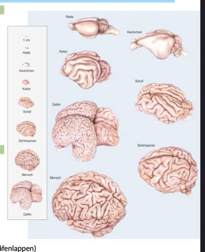 Neuroanatomie Flashcards Quizlet