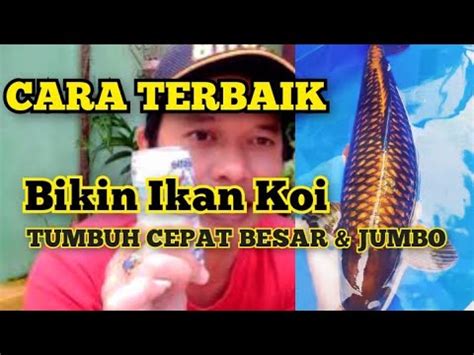 Cara Terbaik Ikan Koi Tumbuh Cepat Besar Dan Jumbo Youtube