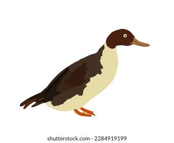 Wild Duck Vector Illustration Isolated On Stock Vector (Royalty Free ...