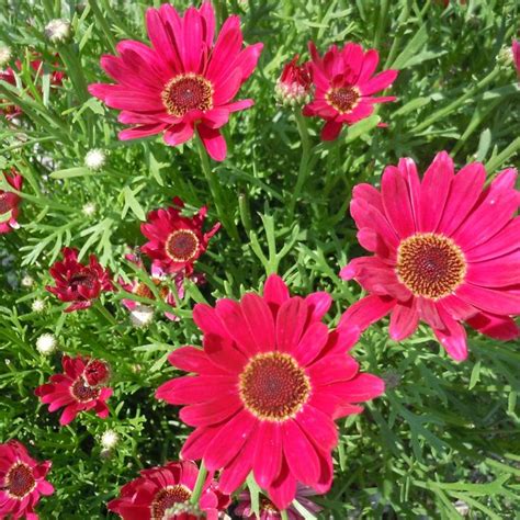 Argyranthemum Grandaisy Marguerite Daisy Garden Center Marketing