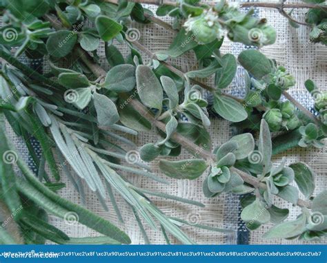 Fondo Del Cotone Con Una Struttura Delle Piante Verdi Lavanda Origano