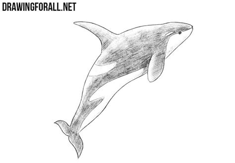 25 Easy Whale Drawing Ideas - How to Draw a Whale